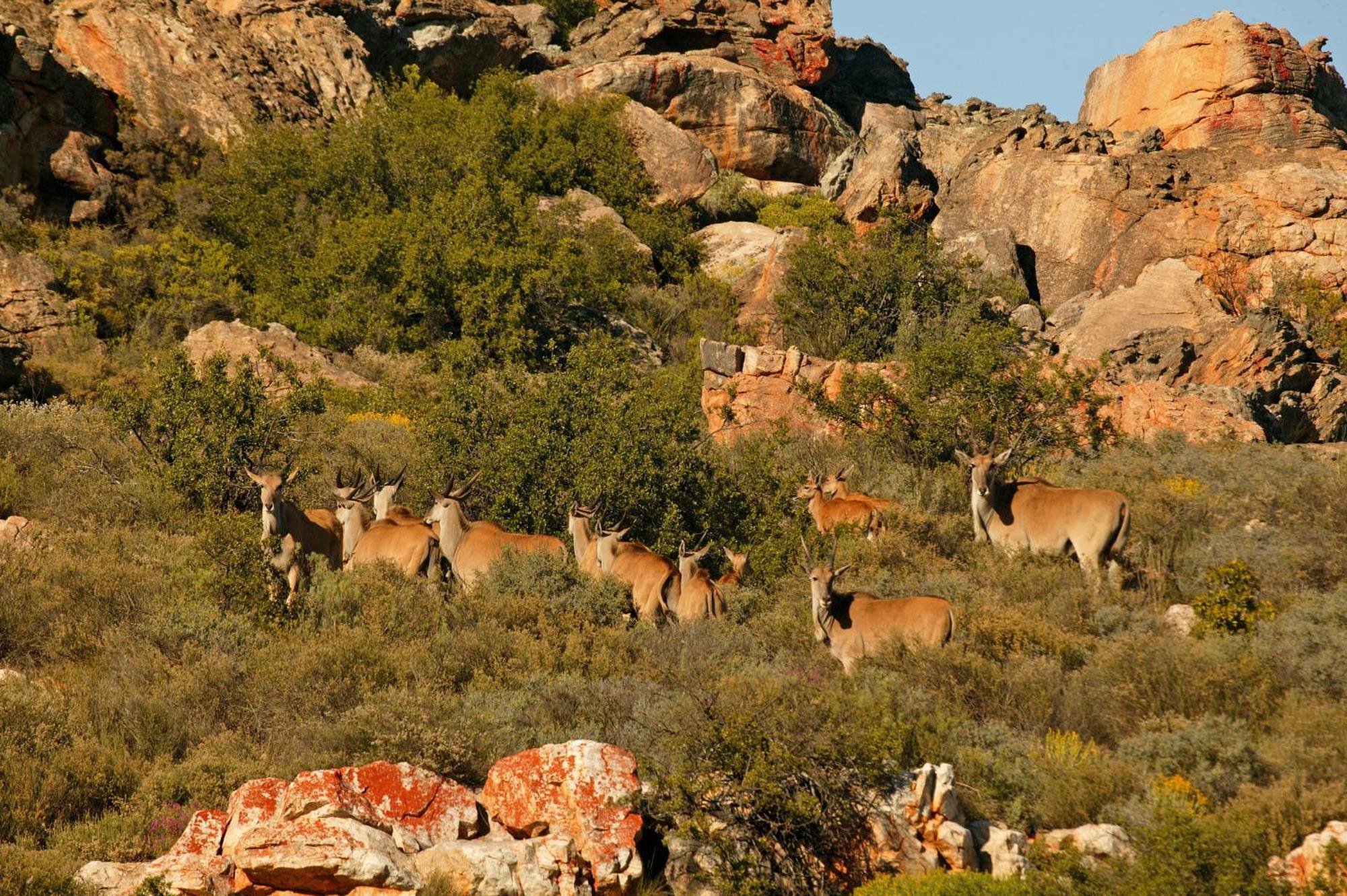 Bushmans Kloof Wilderness Reserve And Wellness Retreat Clanwilliam Bagian luar foto